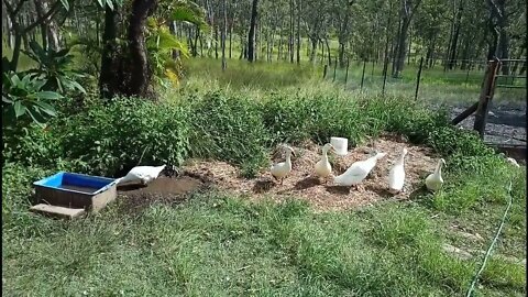 Indian Runners can turn grass into a bog hole in no time at all 18th February 2022