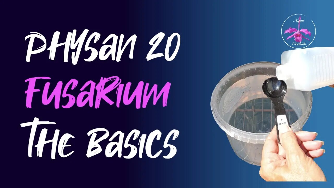 How to use Physan 20 | Fusarium Treatment on Orchids | Orchid Care for Beginners #fusarium