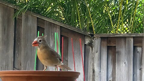 Momma Northern Cardinal