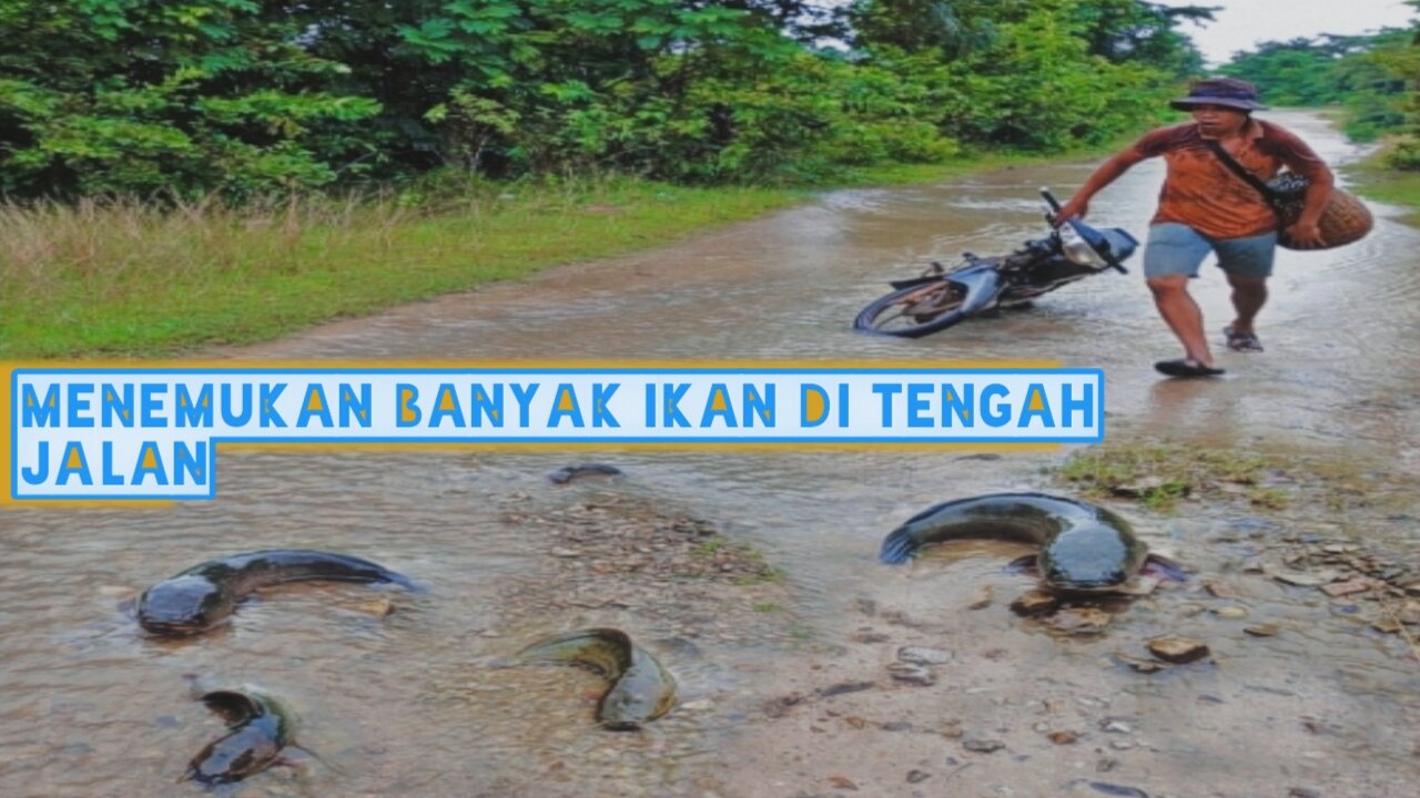 MENEMUKAN BANYAK IKAN DI TENGAH JALAN