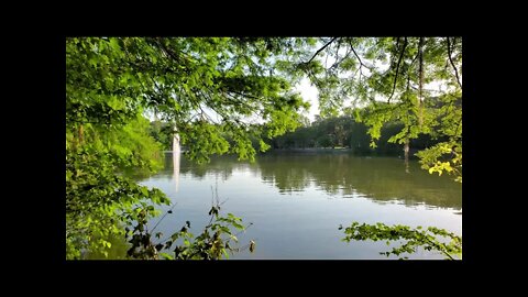 Lake Ella's Sparkly Reflections on the leaves in the Morning Spring of 2021