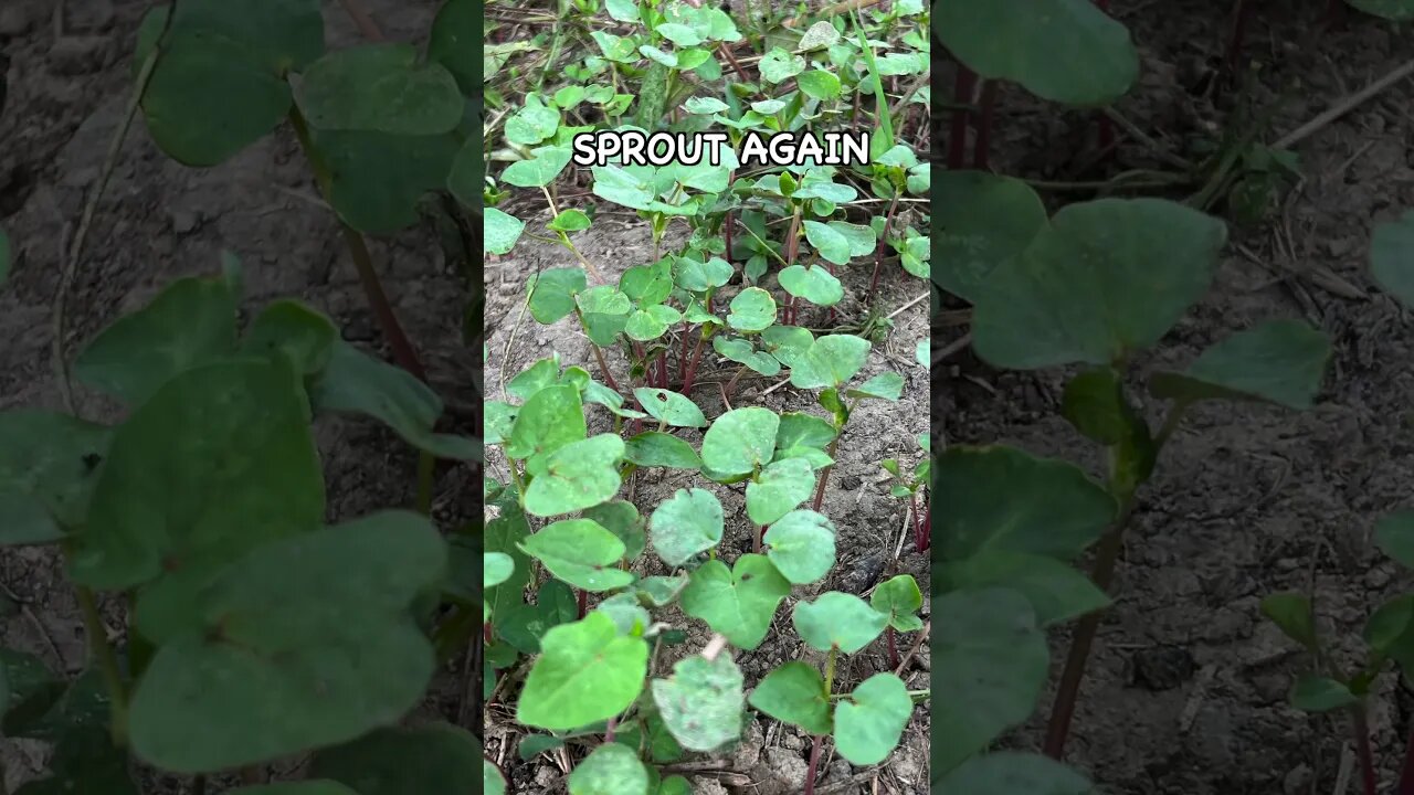 Turkeys Flock to This Cover Crop #covercrops #regenerativeagriculture #soilhealth