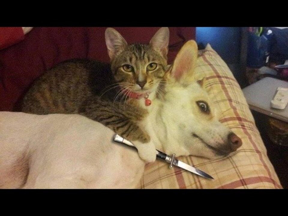 SOO FUNNY - FIGHTING - CAT VS DOG