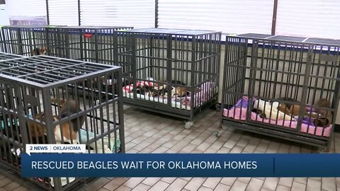 Rescued beagles wait for Oklahoma homes