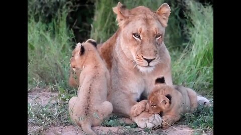 So beautifu| and peaceful #londolozi #lion #lionsofthesabisands