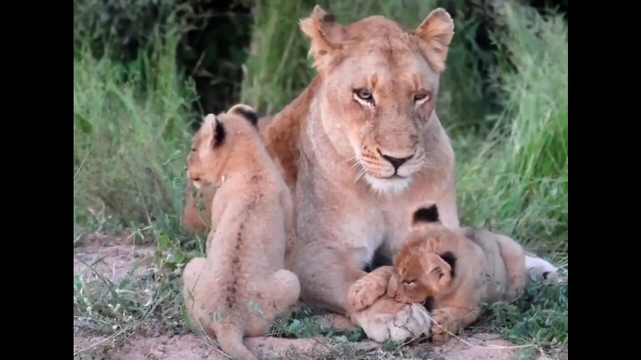 So beautifu| and peaceful #londolozi #lion #lionsofthesabisands