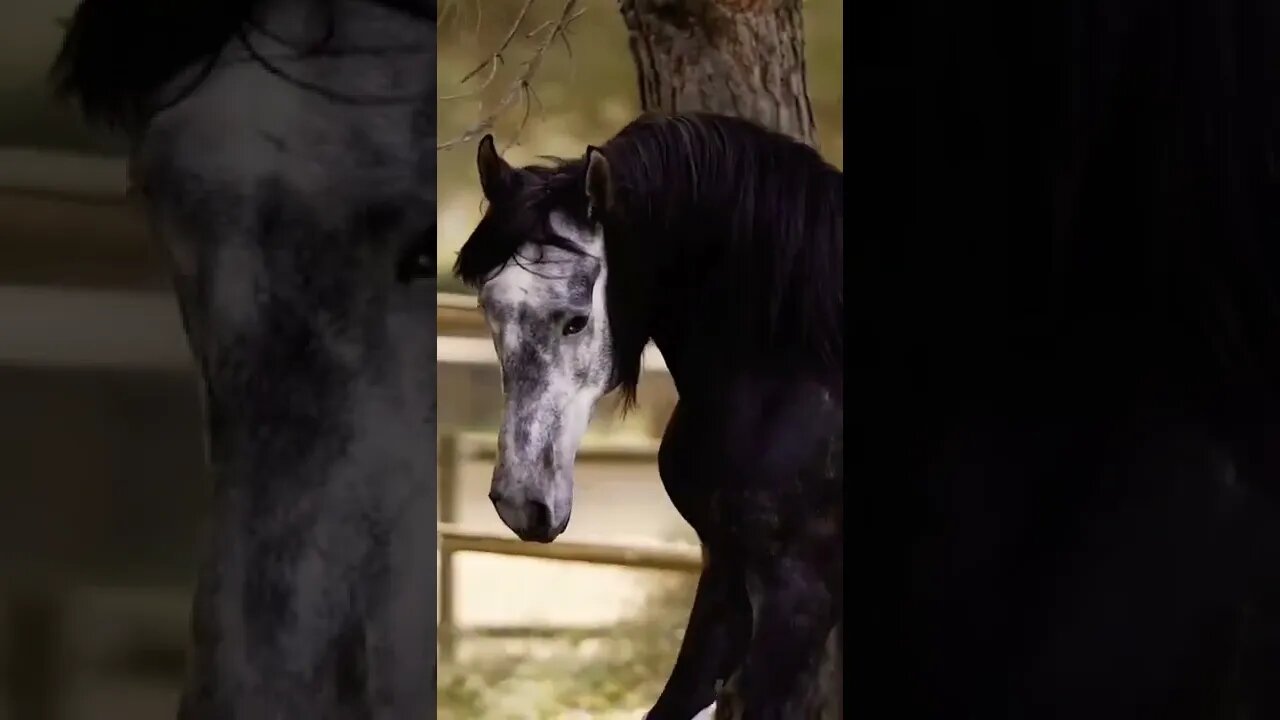 horse