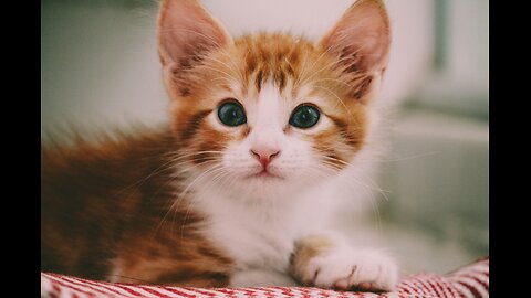 Funny cat beby video enjoy