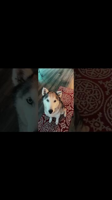 Tricks for treats#zoellerteam #Wisconsindog #zoellerteam #mequonwisconsin #huskys #milwaukeedogs #r