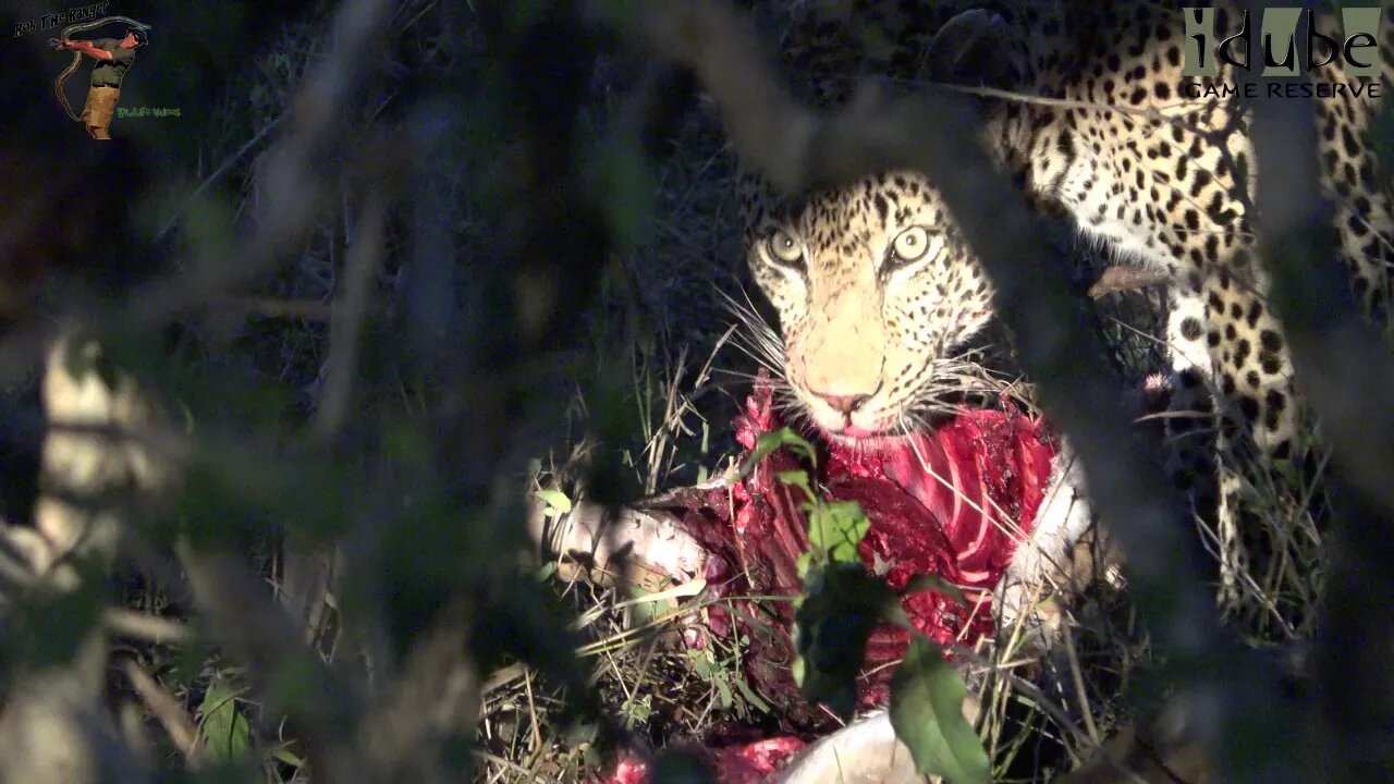 Male Leopard Drinking And Feeding