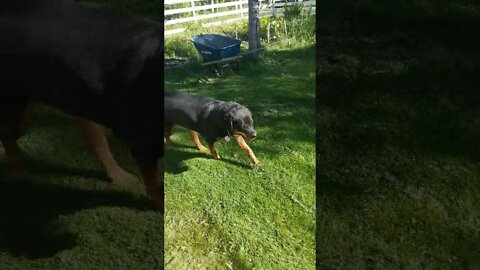 Rottweiler Running 😄 #rottweiler #shorts