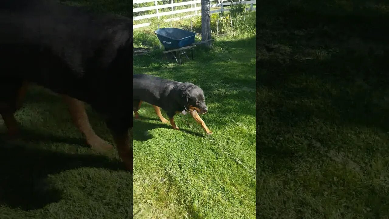 Rottweiler Running 😄 #rottweiler #shorts