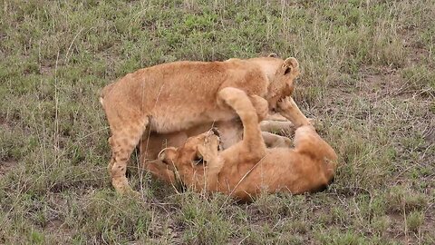 lion love