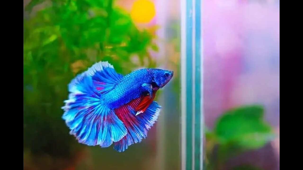 Mate o Beta interior!