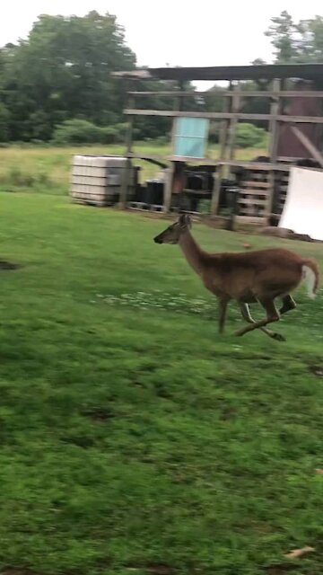 German Shepherd Really Wants To Play With The Deer
