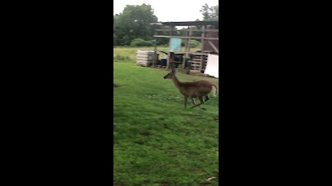 German Shepherd Really Wants To Play With The Deer