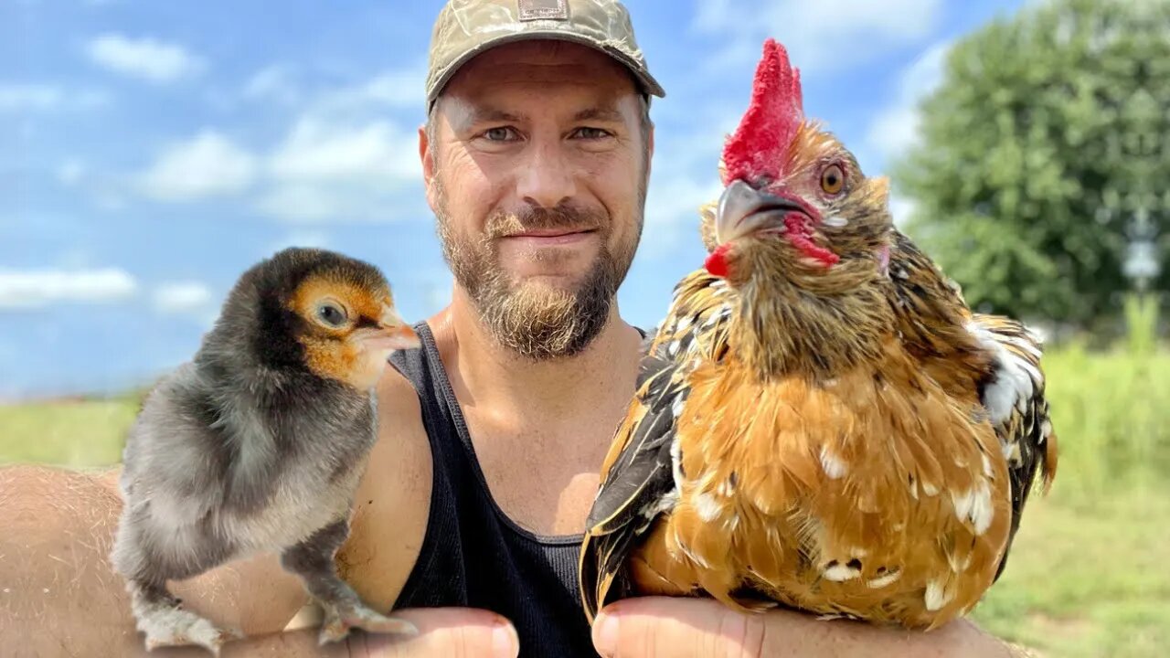 Baby Chicks Arrived in the Mail! BEFORE and AFTER…