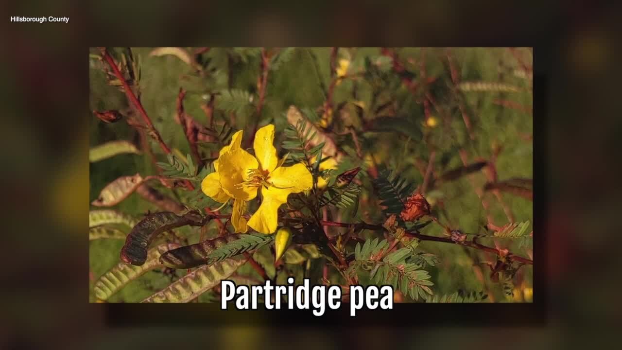 Partridge Pea | Sarah's Walking Club Fall Scavenger Hunt