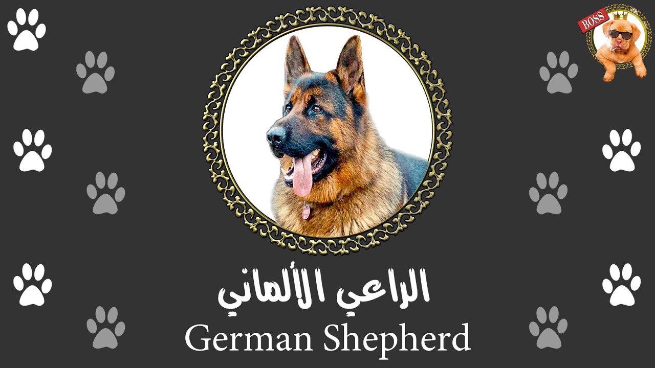 كلب الجيرمن شيبرد | كل تفاصيل و مواصفات الكلب الأشهر في العالم | الراعي الألماني | German Shepherd