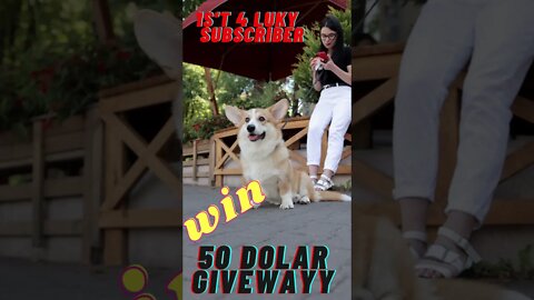 Most cute doggy||new giveaway offer#giveaway#shorts