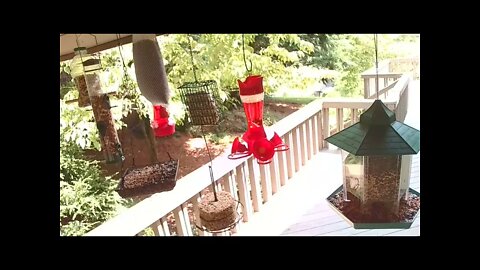 Live Bird Feeder in Asheville NC. In the mountains. Aug. 26 2021