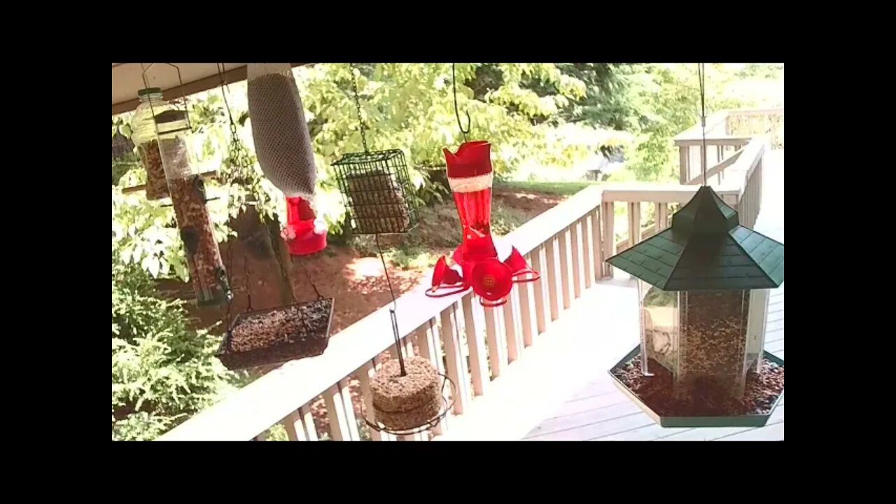 Live Bird Feeder in Asheville NC. In the mountains. Aug. 26 2021