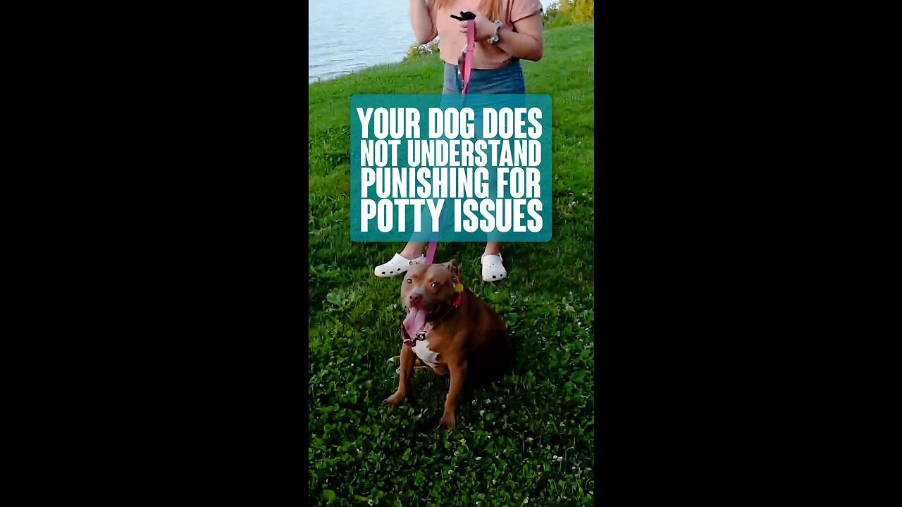 Your Dog Does Not Understand Punishing For Potty Issues