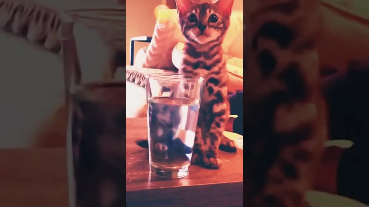 kitten try to drink water from glass