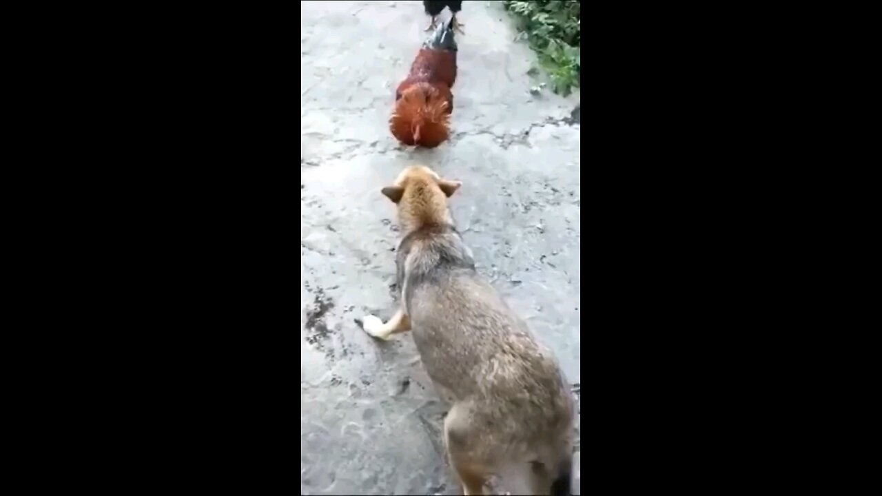 funny dog vs angry birds hen funny video 🤗🤗🤣🤣😂😂🥰🥰