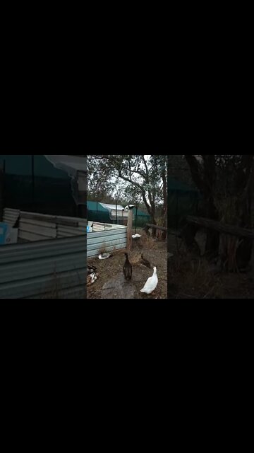 Thought I would put up this post, Duck on a post