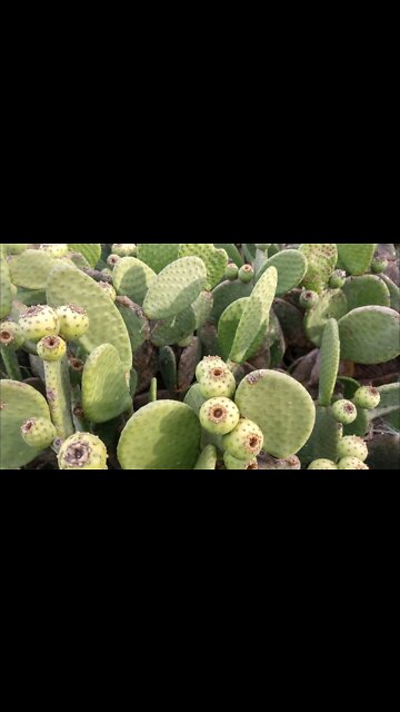 Fruta de Palma do mato! #Nordeste