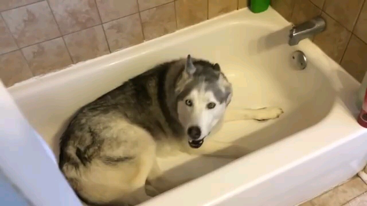 Stubborn Husky throws hilarious temper tantrum