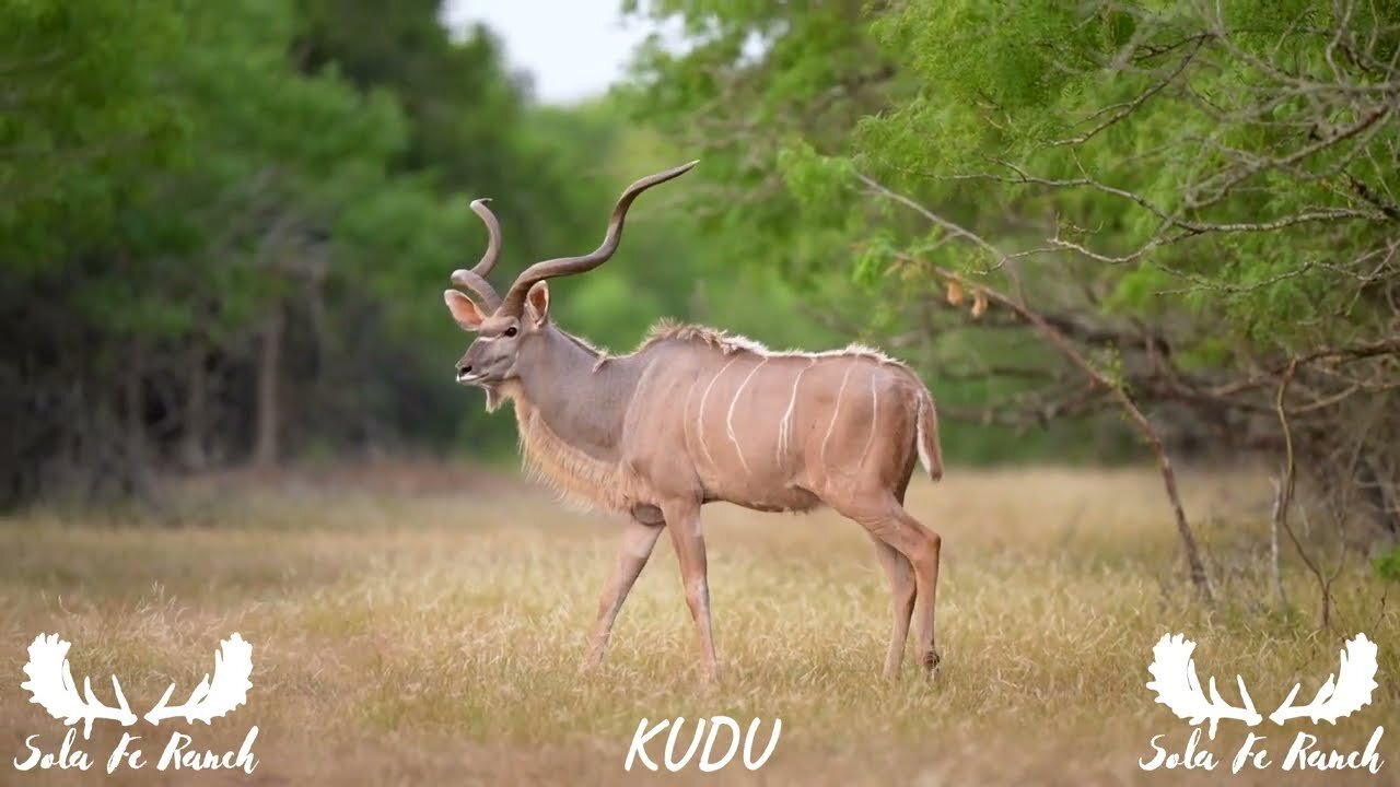 Kudu and African Animals- Wildlife Conservation, Habitat Management, and Texas Wildlife Photography