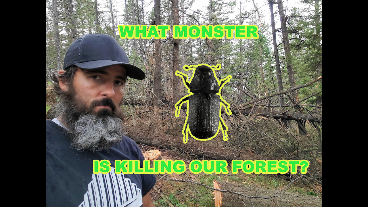 Bark Beetle - Episode 1