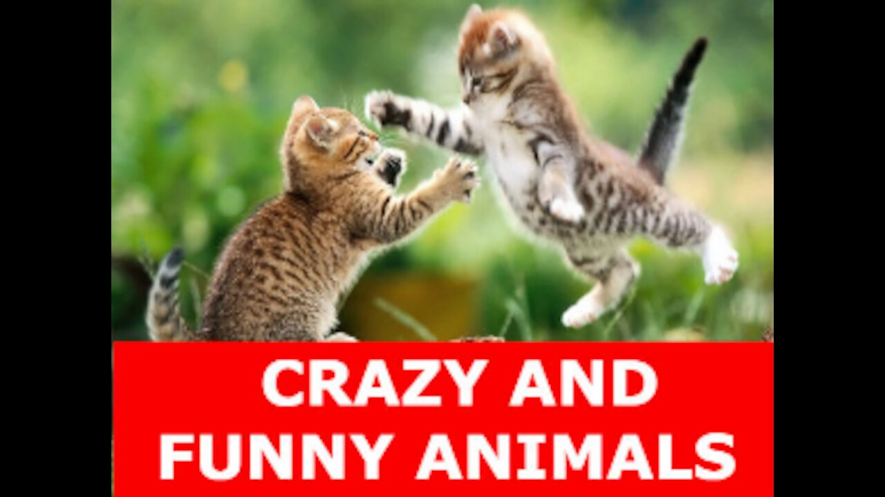 Cute Pets And Funny Animals and crazy