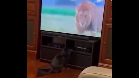 Funny animals video