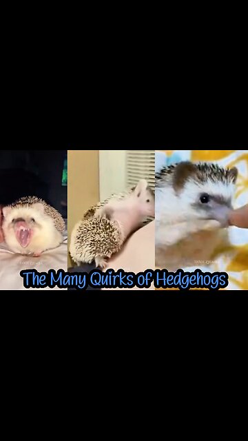 The Many Quirks of Hedgehogs