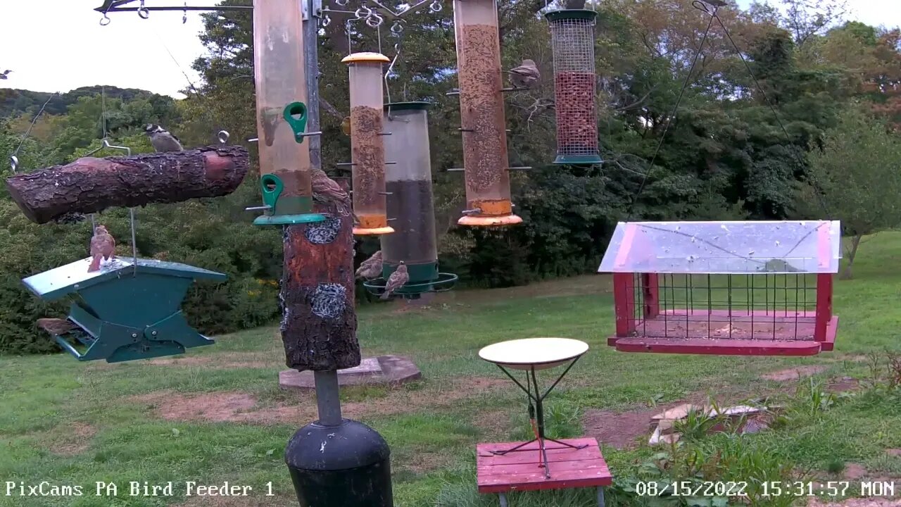 PA Feeder 1 - Hooded Warbler