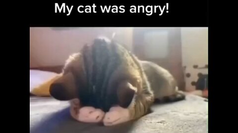 My cat was angry! || Cat,pussy cat,pet cat, cat lover ,angry || #cat #pussycat #pet