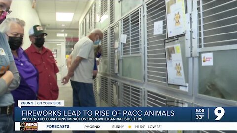 New Year's fireworks sends more dogs to PACC