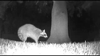 Ringo the Raccoon is mystified by the firing squirrel