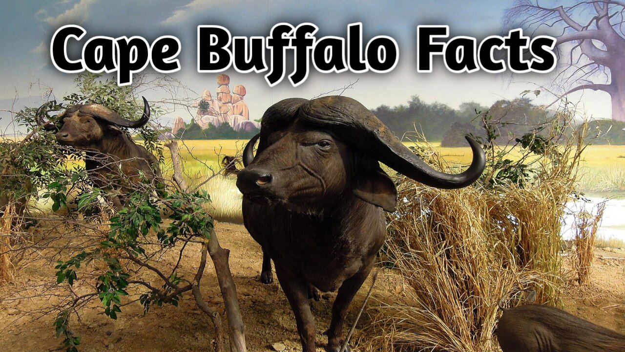 Fascinating Facts About the Cape Buffalo.