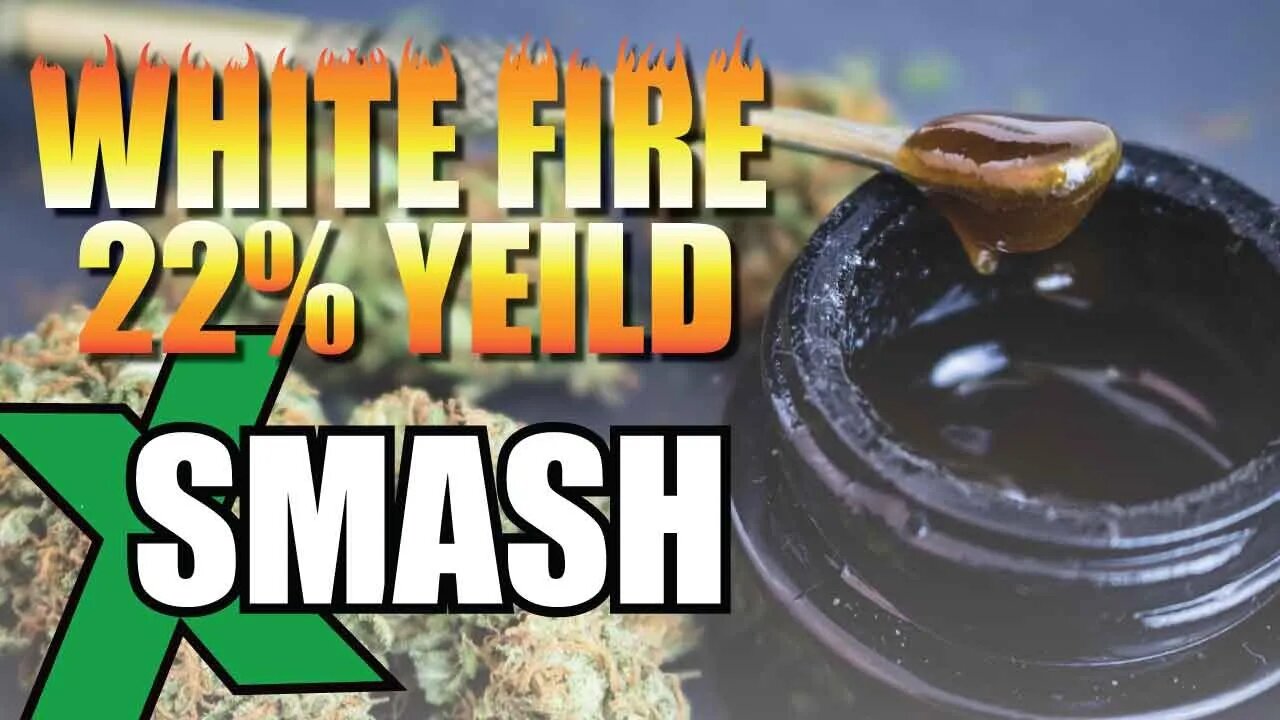 7 Grams of White Fire, 1 Button, 22% Yield!