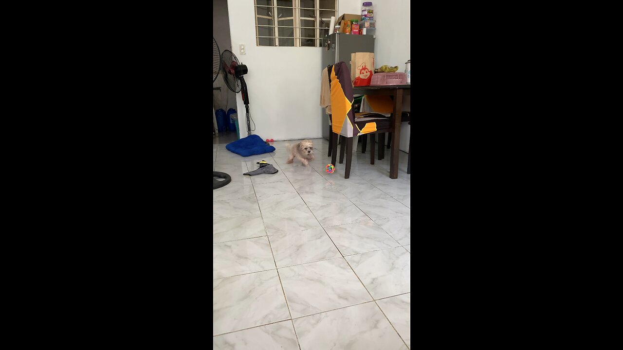 Poopay playing