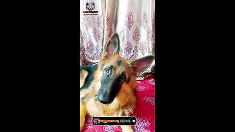 funny german shepherd 😂 🐕 🤪