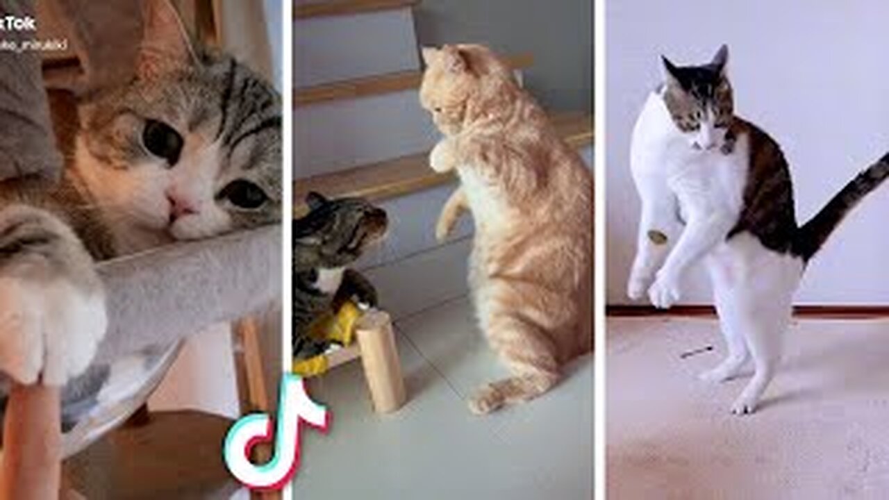 Beautiful Cats😹 & Dogs🐶 Videos of 2023 Compilation! #49