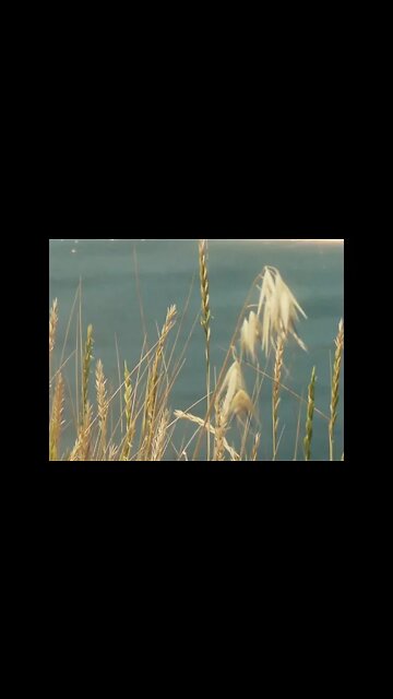 Dilectio (Dīlectiō)