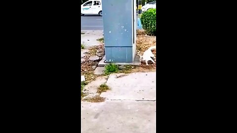 Funny Cat Videos Compilation & Funniest Cats I Cat Video #cats #cat #funnycats
