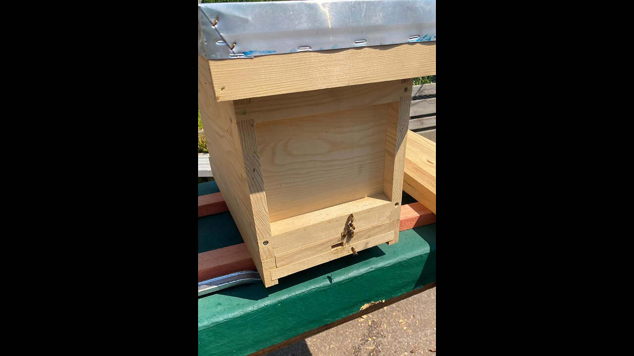 Small Vent bees Re-homed