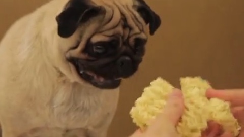 Pablo the Food Critic Pug